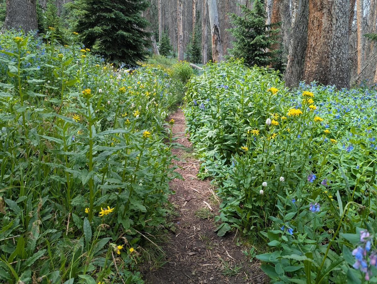 Lush plants below treeline