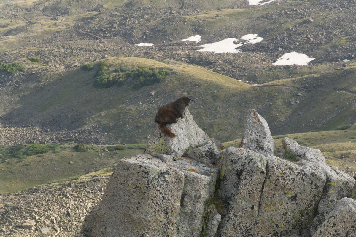 A marmot above treeline