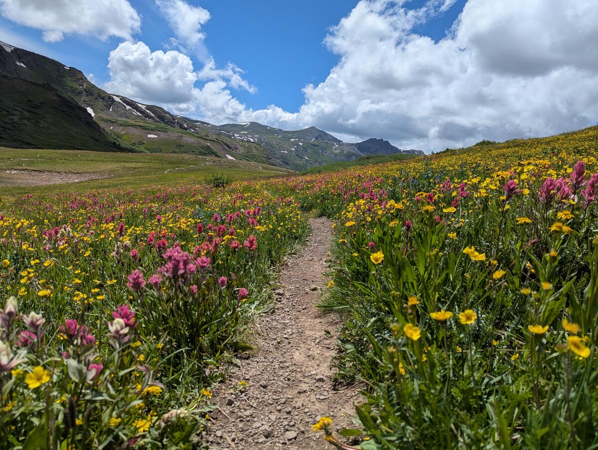 Wildflowers above treeline